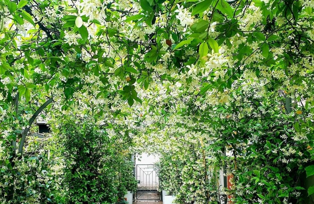 Jasmine Garden